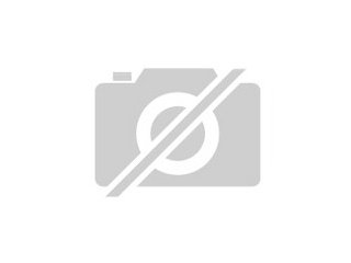 Suche Idolomantis 1 1 adult oder subadult